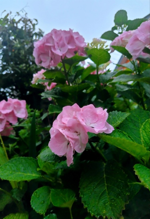 写メ