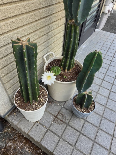 写メ