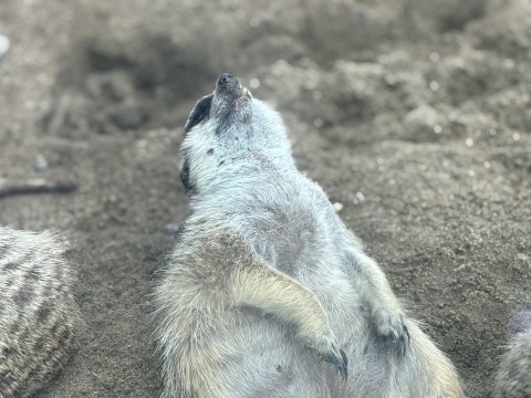 写メ