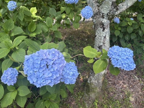 写メ