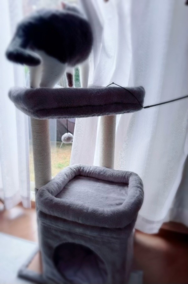 アップロード画像