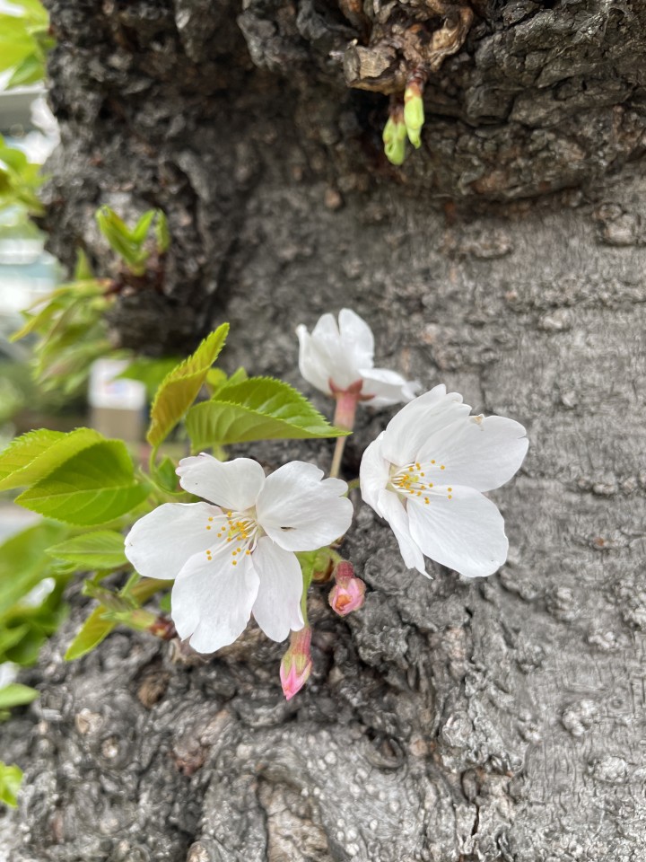 アップロード画像