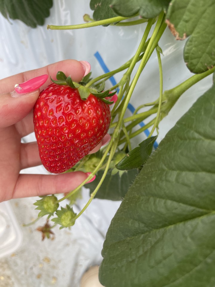 アップロード画像