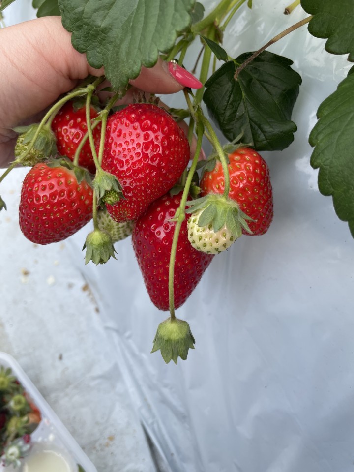 アップロード画像