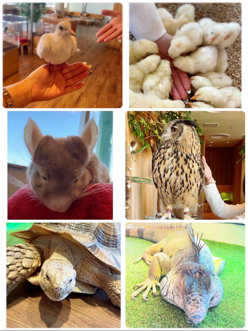 アップロード画像