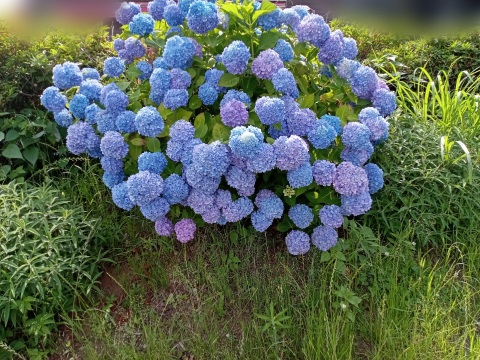 写メ