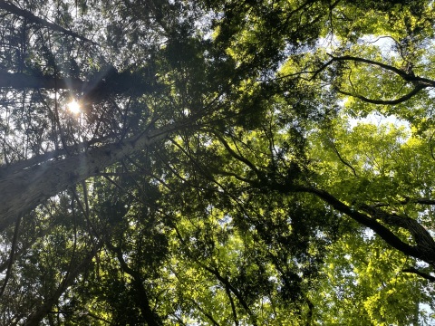 写メ