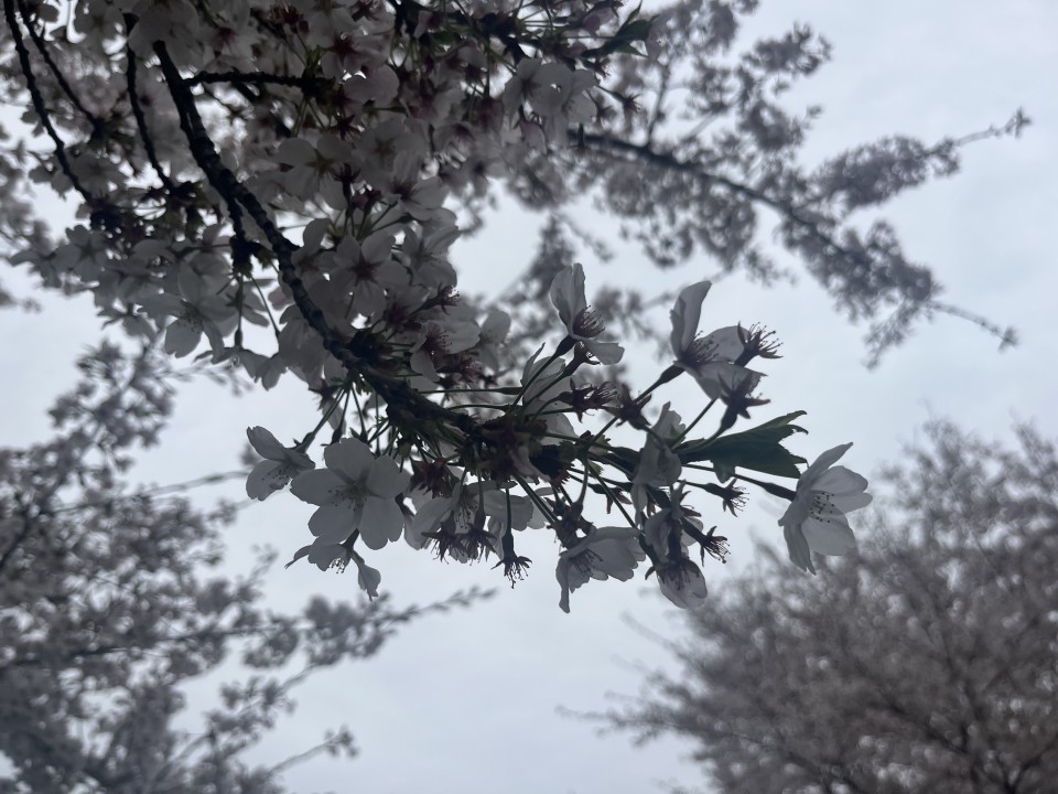 アップロード画像