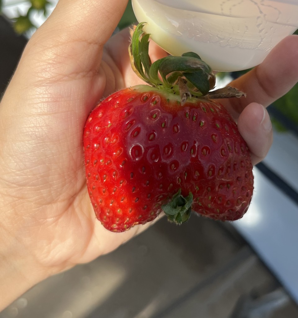 アップロード画像