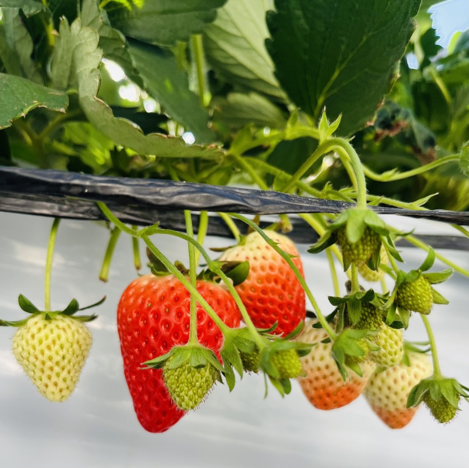 アップロード画像