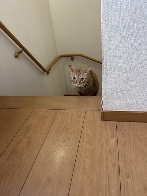 写メ