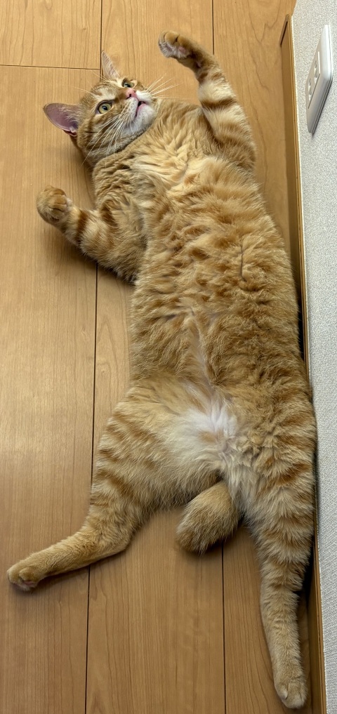 写メ