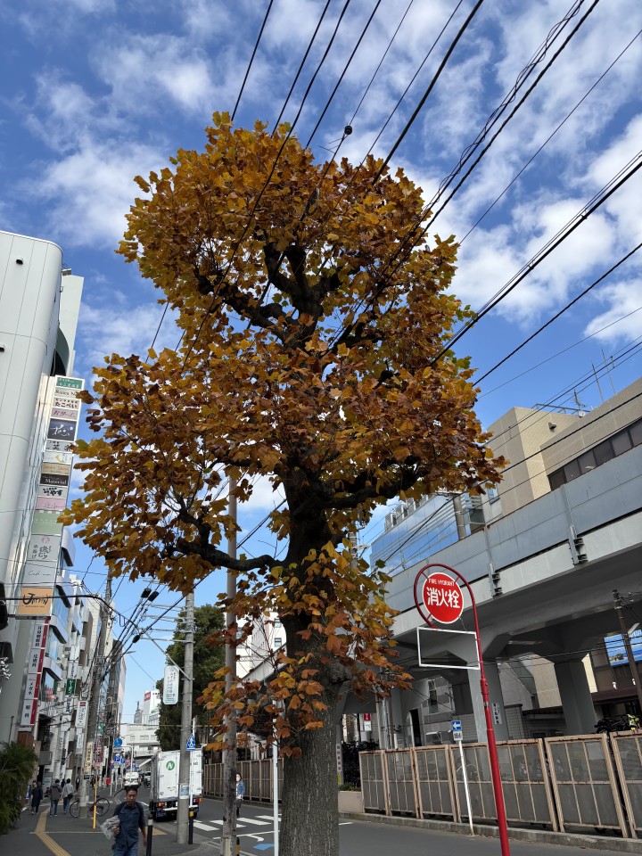 アップロード画像