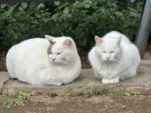 写メ