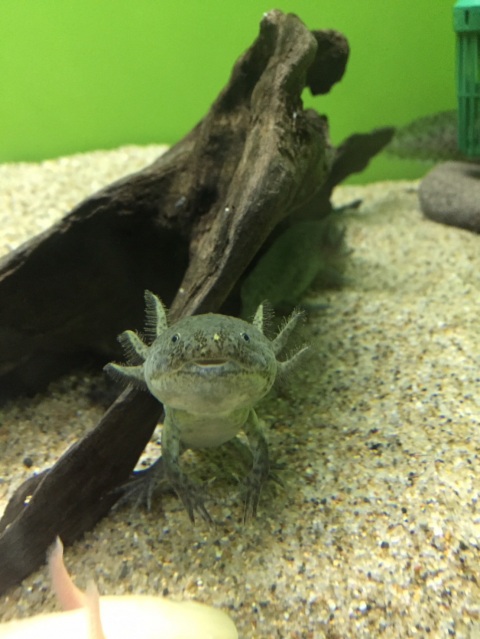 写メ