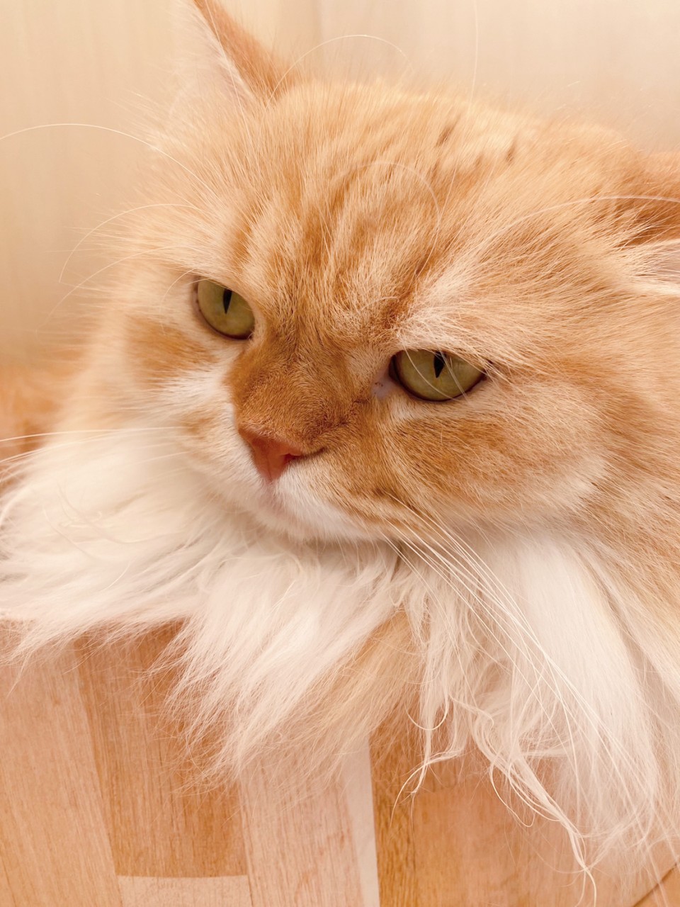 アップロード画像