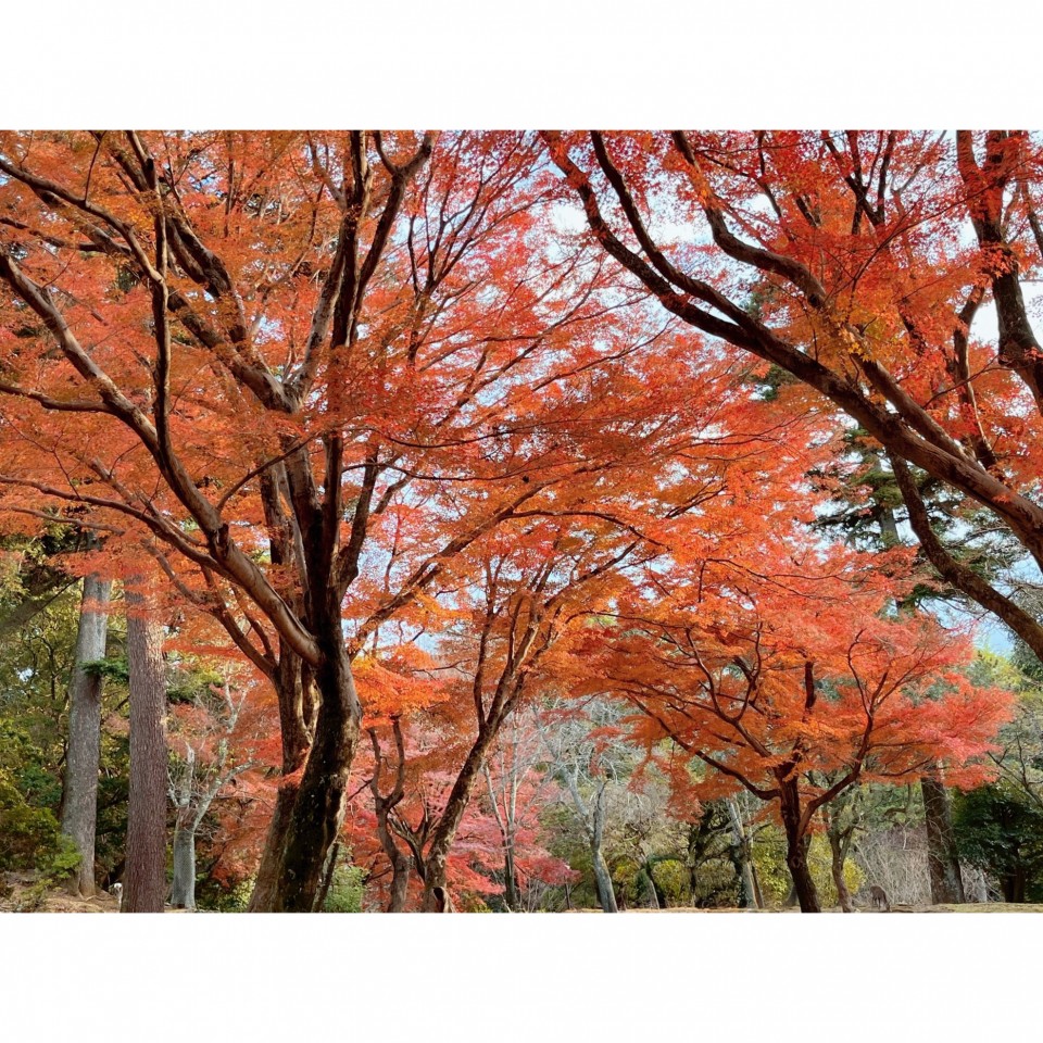 アップロード画像