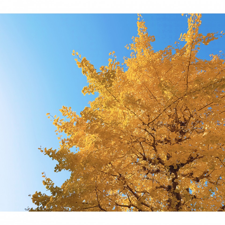 アップロード画像