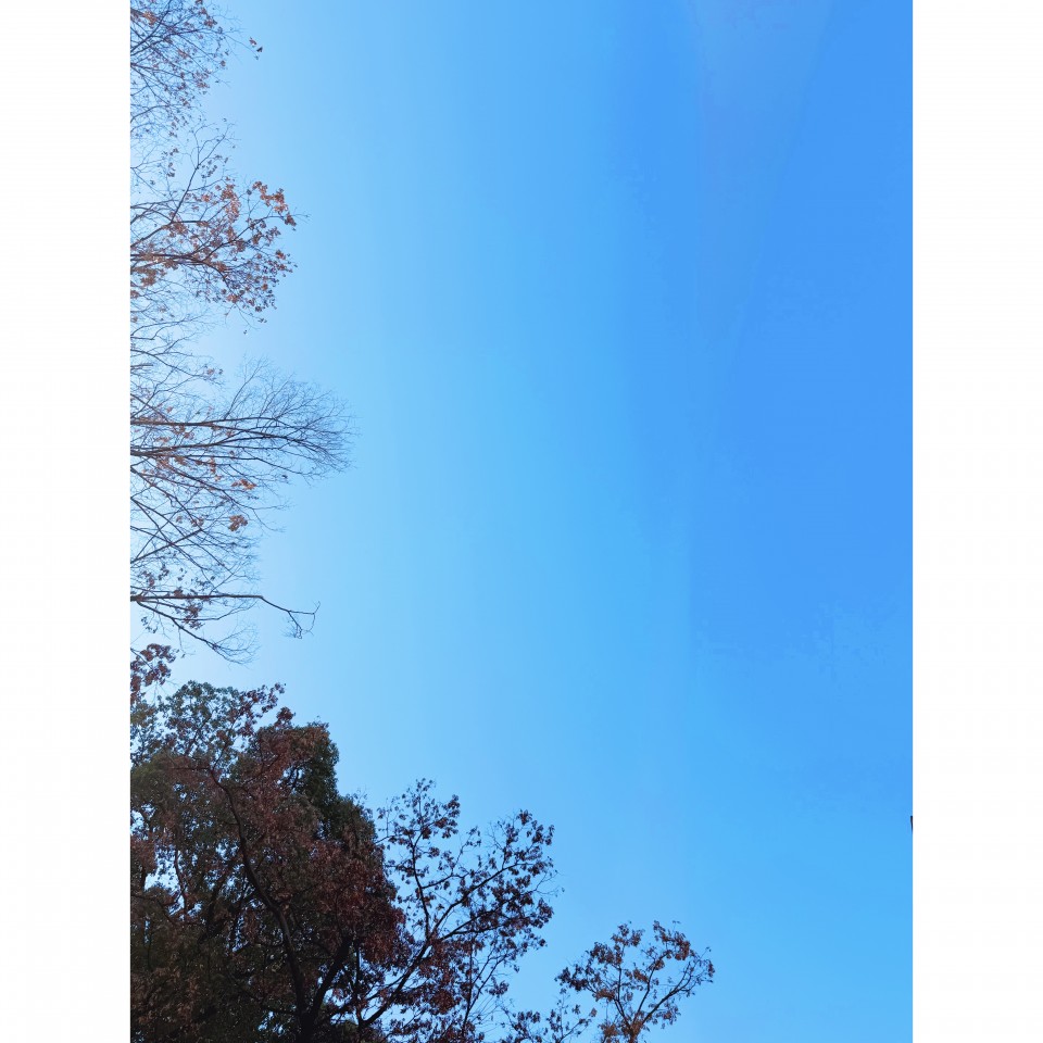 アップロード画像