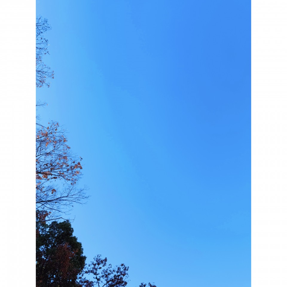 アップロード画像