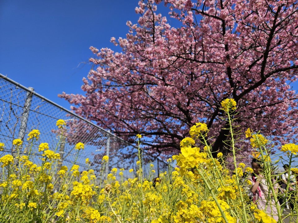 アップロード画像