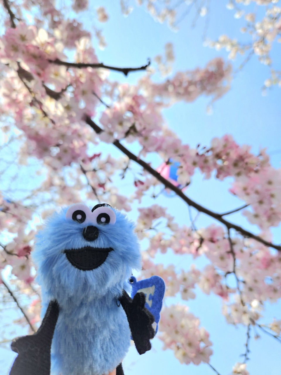 アップロード画像