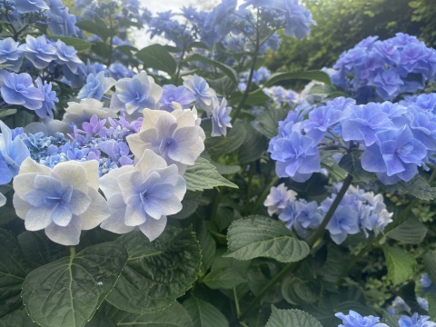 写メ